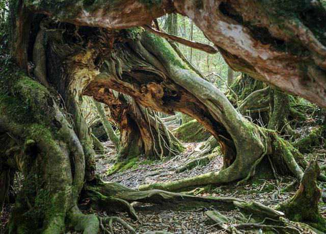 被毒蛇咬了能把蛇打死吗,被毒蛇咬了毒蛇的蛇胆解毒吗