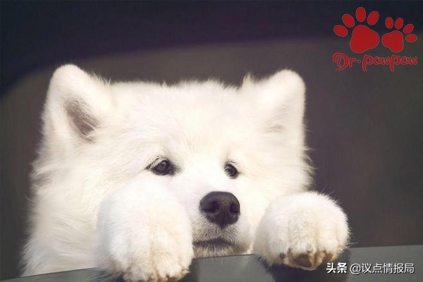 爪爪博士脓皮症特效药,爪爪博士驱虫效果怎么样