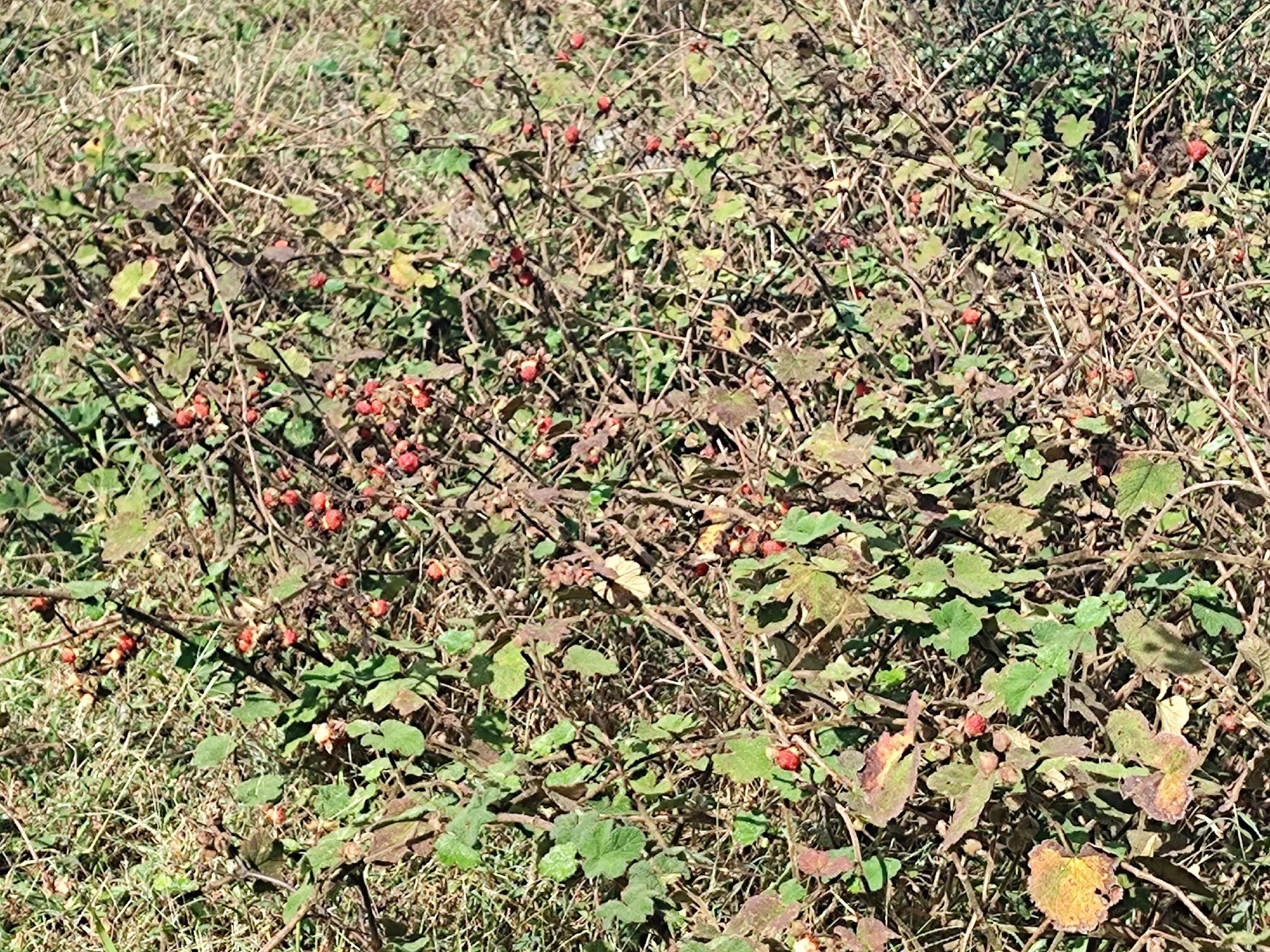 独行大云雾山——劫后余生，还有什么可惧