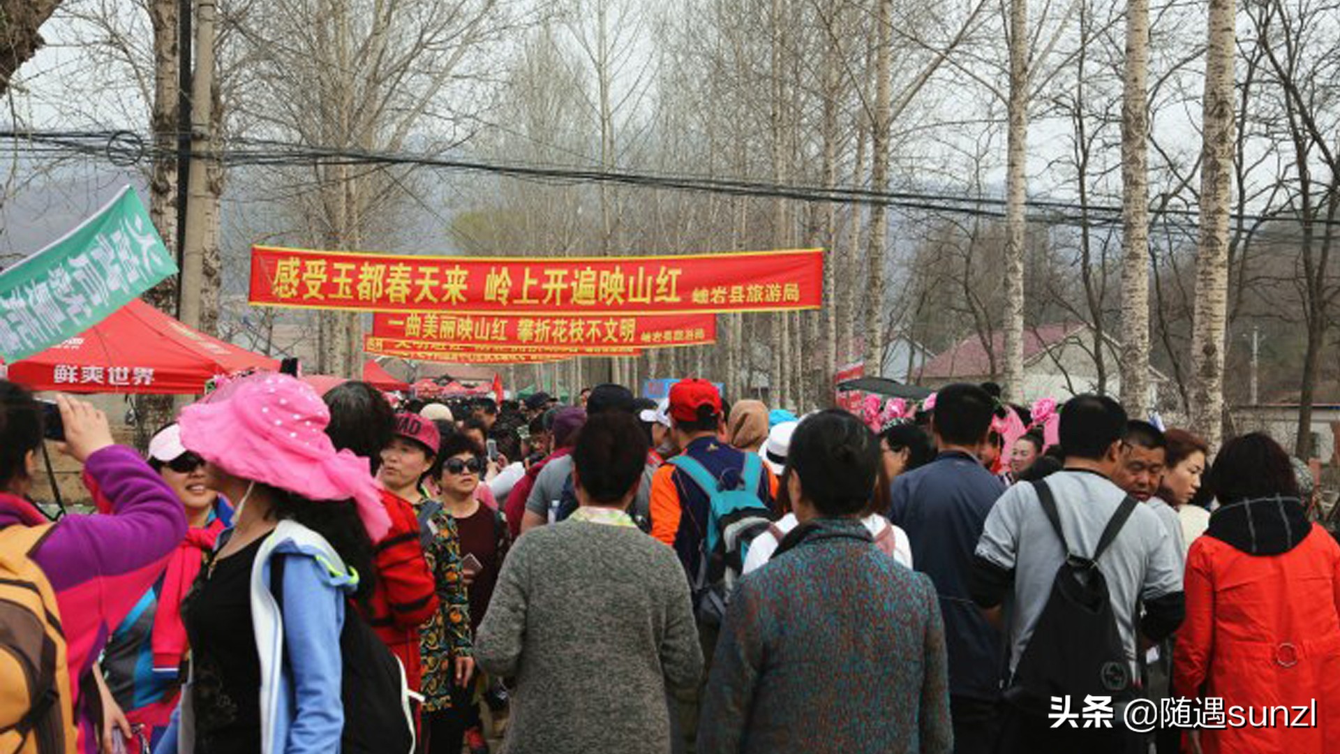 岫岩黄岭子映山红景区简介,岫岩开映山红在哪个地方