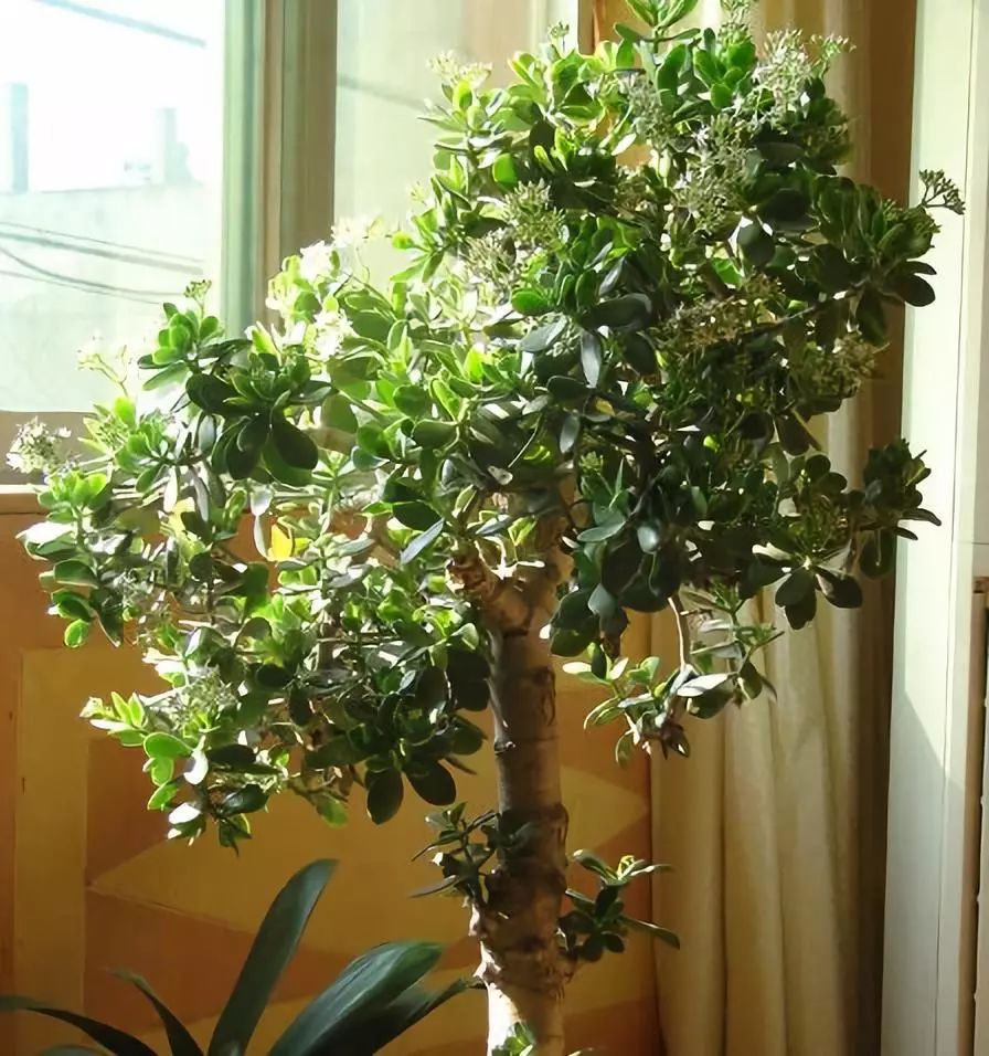 玉树的叶子发软怎么解决,玉树枝干和叶片发软了可以修剪吗