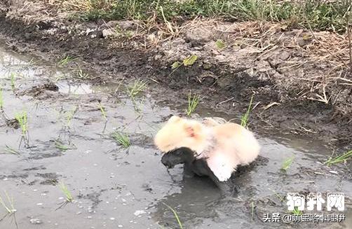 小博美凌晨突然发疯一样跑,小博美在玩耍时很凶