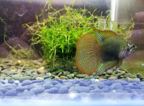 圆尾斗鱼能和泰国斗鱼杂交吗,圆尾斗鱼观赏鱼