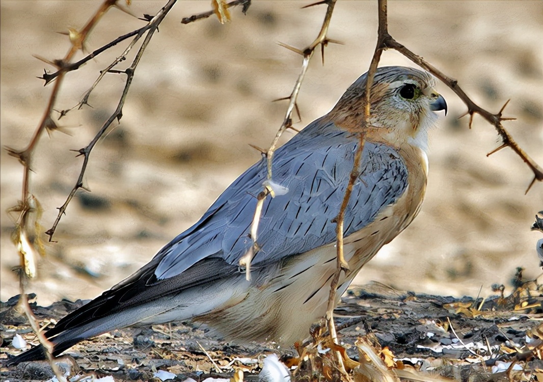 东江揽胜,惠州淡水常见鸟类图谱
