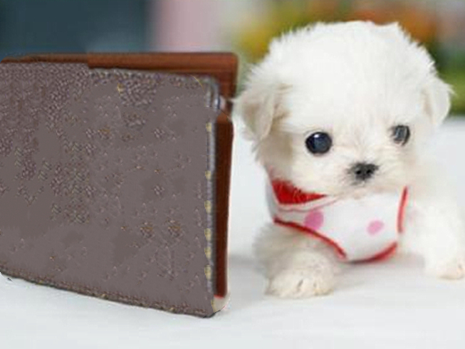 茶杯犬的习性与养殖,茶杯犬的饲养知识