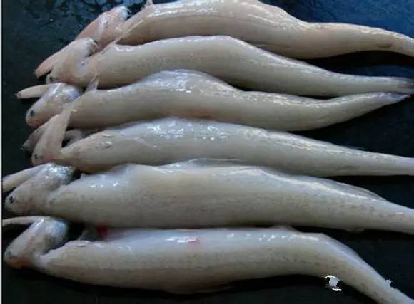 史上最全面的海鲜大咖,史上最全海鲜视频