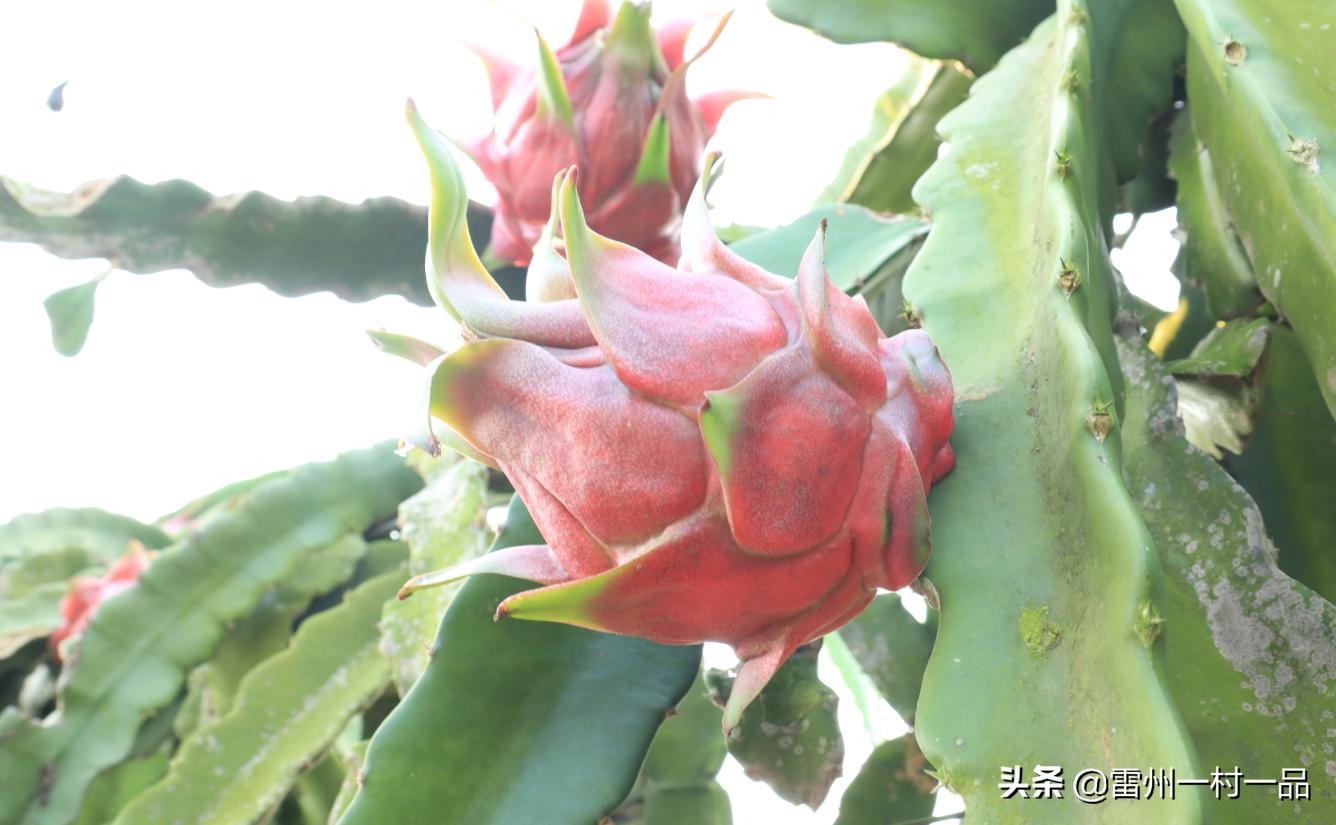 雷州市雷高镇下尾官田仔村,雷州雷高下尾村