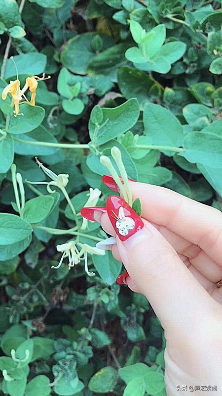 最惊艳的金银花,香气四溢的金银花