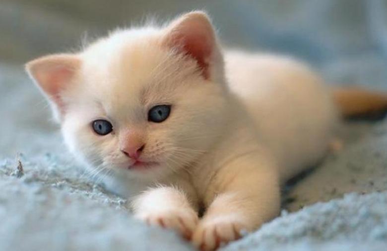 猫鼻子受伤流血怎么止血,猫咪受伤了用什么药止血