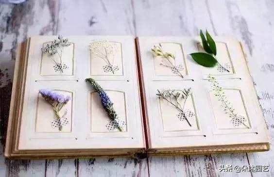 干花如何定格在墙上,干花制作5朵花教程