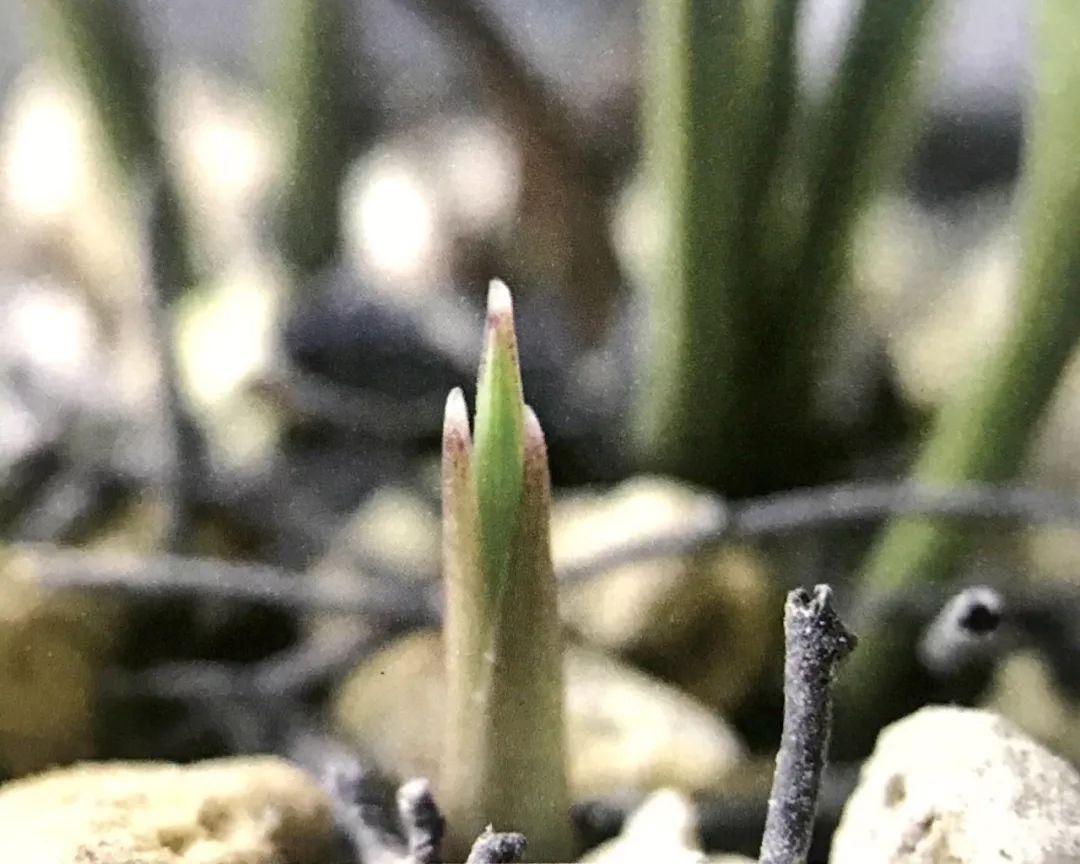 兰花猎人选兰从细节入手，一高兴说出了春兰看芽赌草的奥妙之处