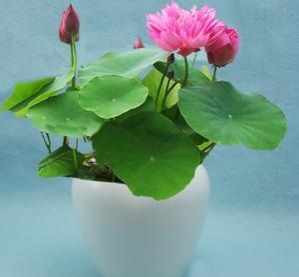 碗莲黑叶剪掉还能再发吗,碗莲长了黑叶还能开花吗