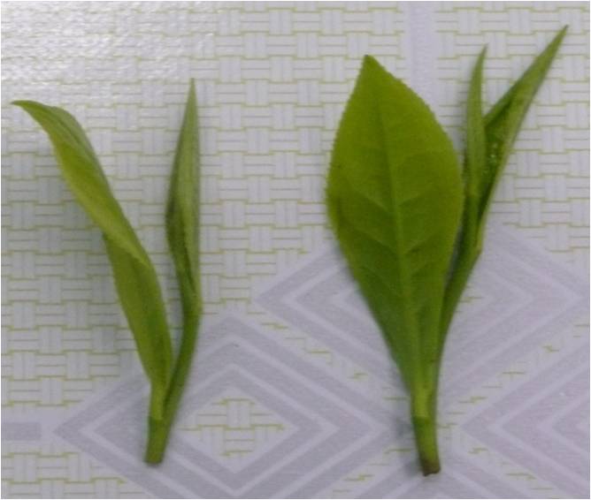 茶叶里的甜味来自哪里,茶叶里的青草味