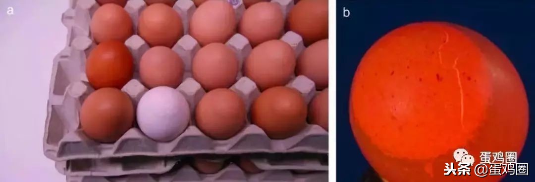 蛋壳是如何形成的？破蛋、软蛋多是咋回事？