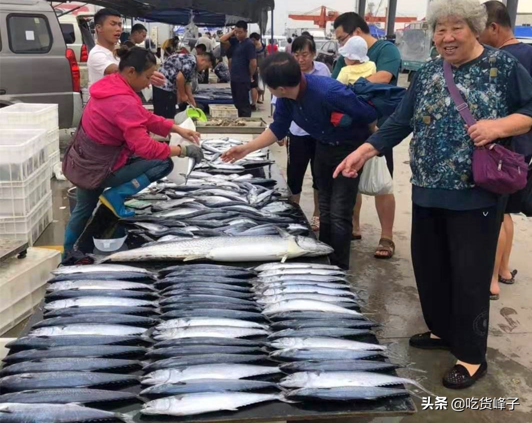 鲅鱼和鲐鲅鱼都是海鱼吗,跟鲐鲅鱼长得类似的有哪几种
