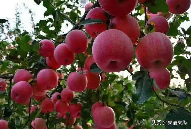 苹果园水肥防治,苹果种植水肥标准