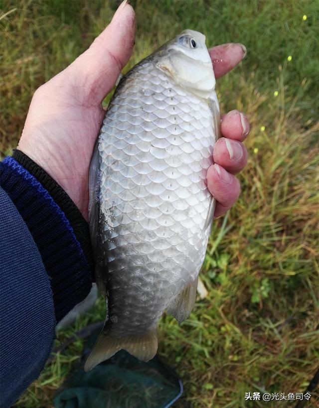 野钓为什么没有口,野钓为何没口而且顶漂
