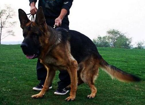 狗狗出现这些症状，主人就要关注了，它这是缺钙了