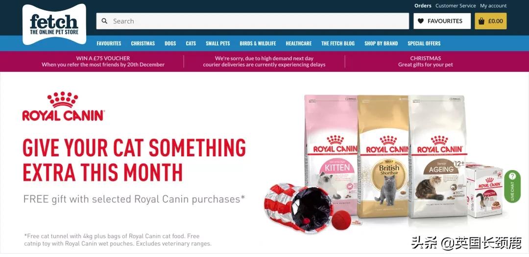 在英国哪里可以买宠物,英国如何饲养宠物猫咪