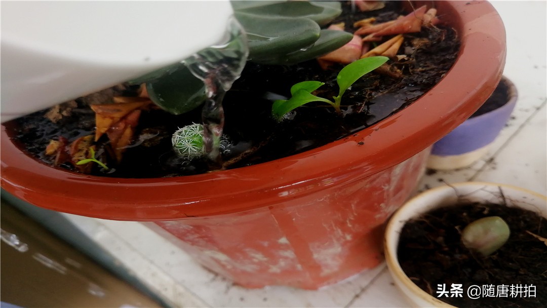 银毛球怎么繁殖,银毛球怎么养护