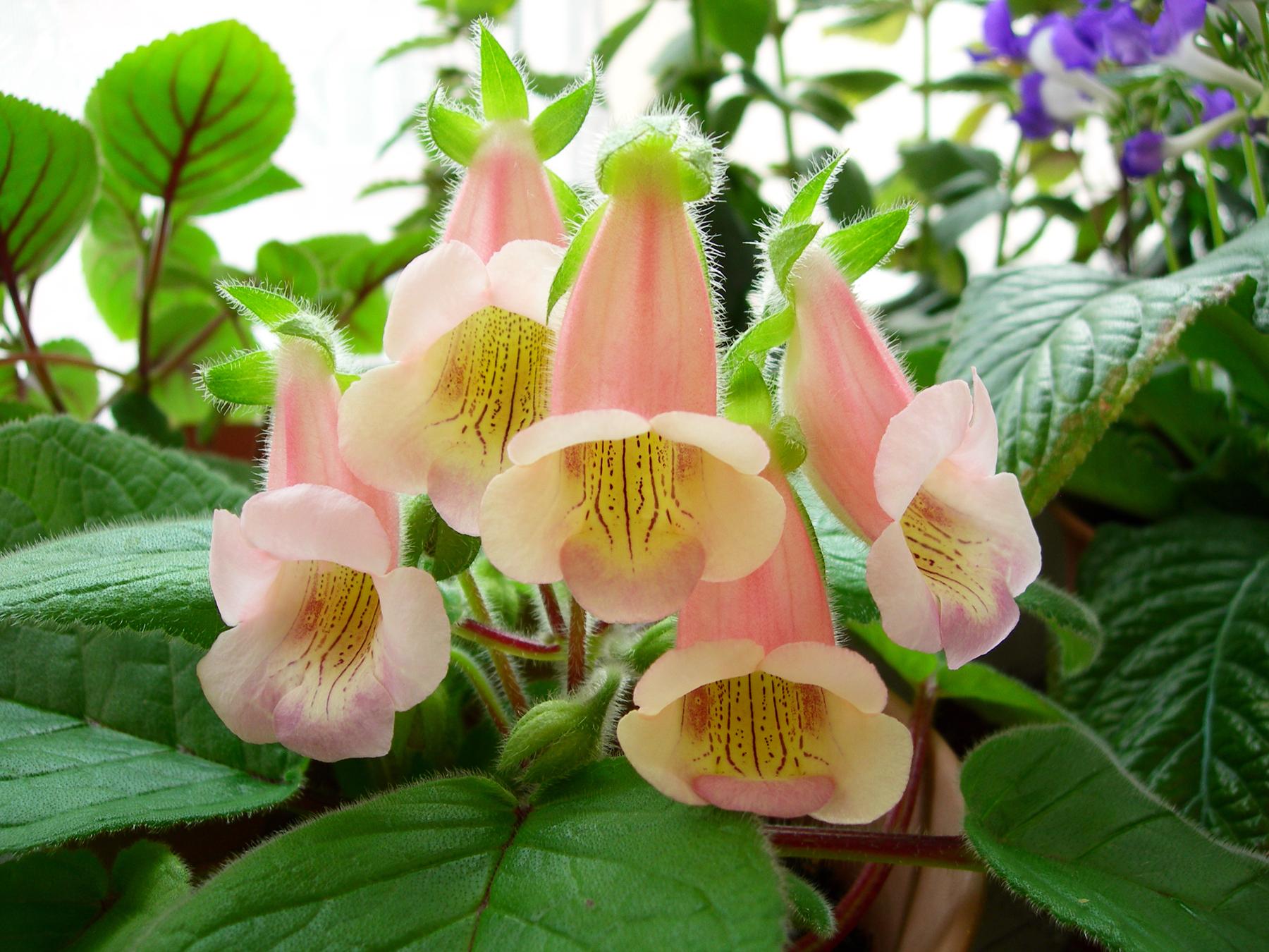 室内光线不好适合种什么,客厅采光不好养什么植物