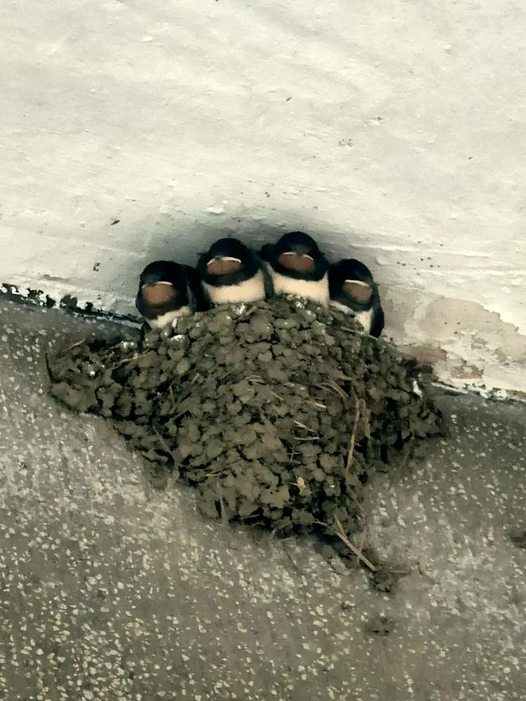 游高淳老街,逛高淳老街品固城湖螃蟹