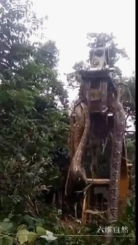 大型挖掘机大战巨型蟒蛇,多米尼亚雨林蟒蛇