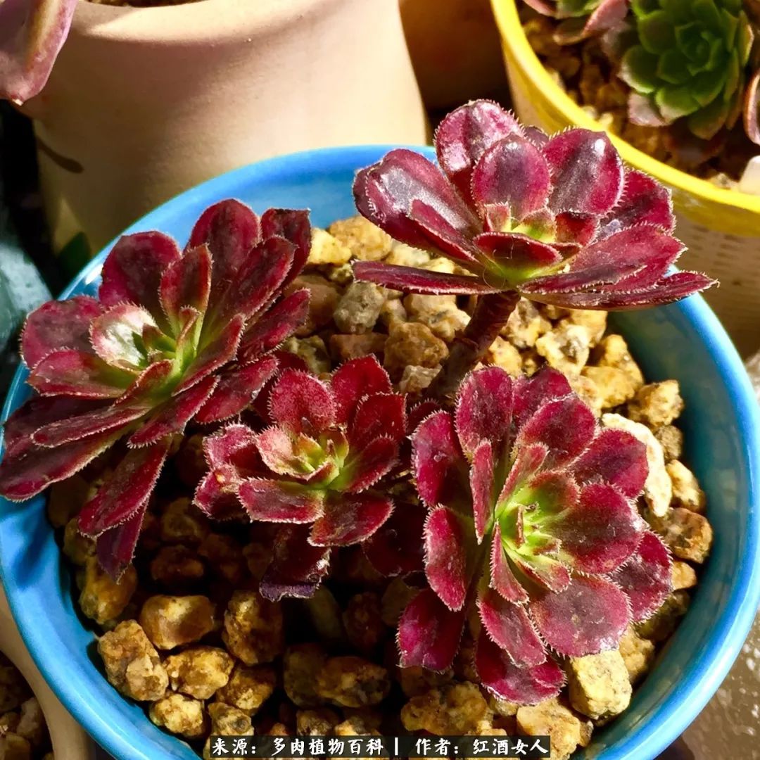 记录走过的美景留下美好的回忆,记录走过的每一段美好时光