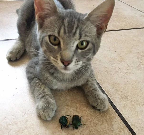 猫咪为啥吃虫子,猫咪为什么吃虫子