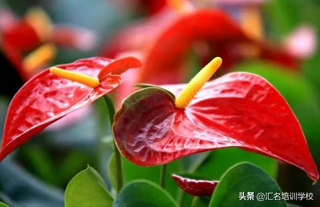 花艺十六种手法,流行花艺简单教学