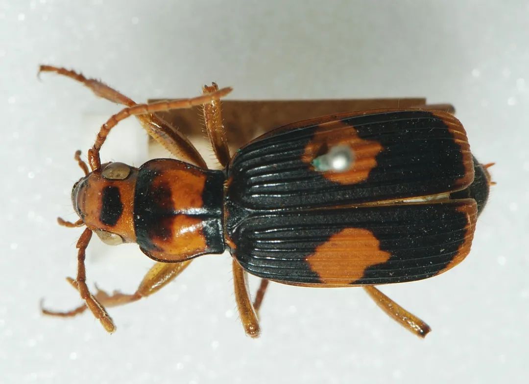 尾部能放毒的细长小黑虫,尾部可以喷绿色液体的虫子