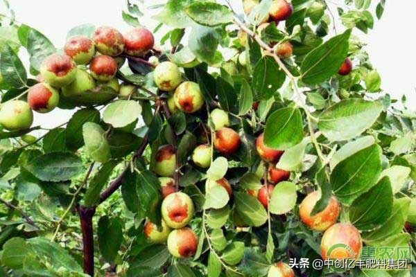 枣树枣疯病的症状、发病规律及防治措施
