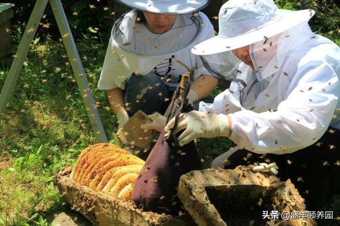 自熬枇杷蜜,好喝的枇杷蜜