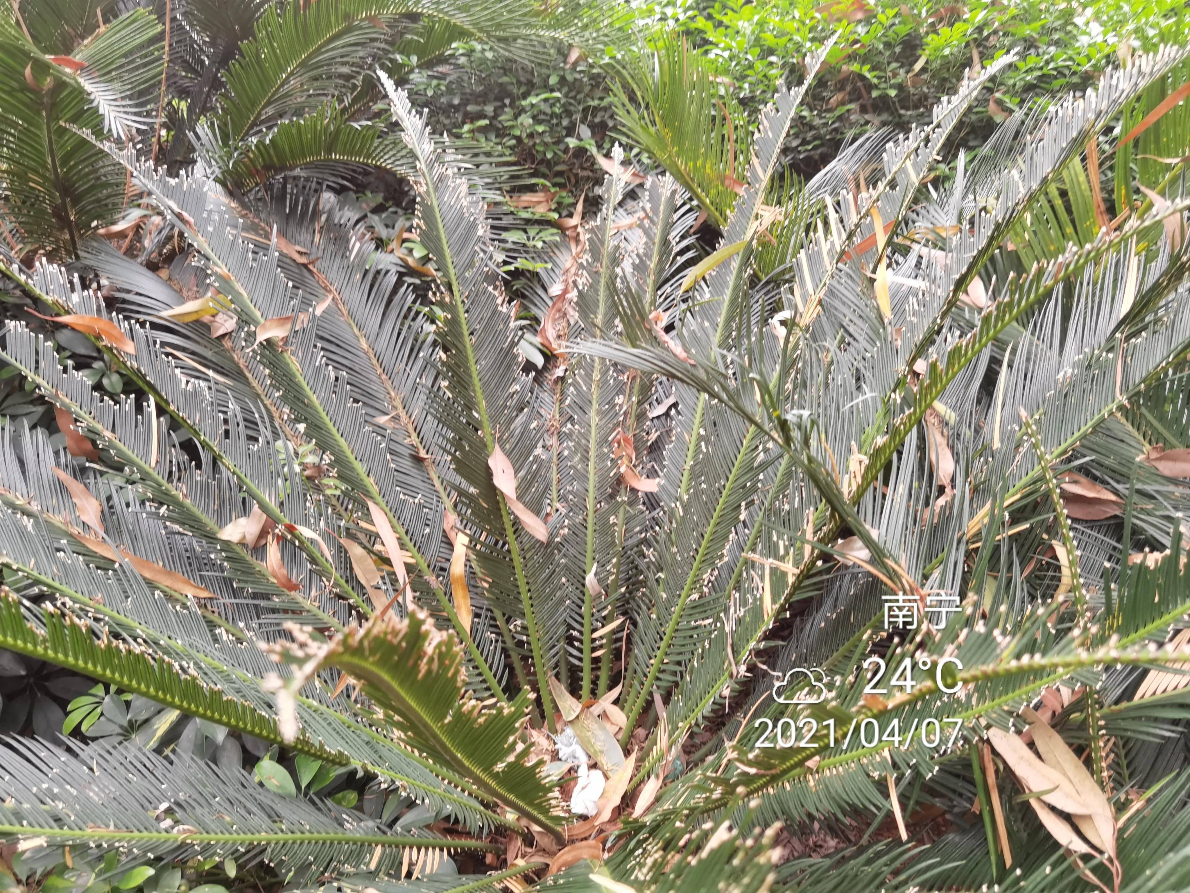 苏铁小灰蝶生物防治,苏铁小灰蝶防治用什么药