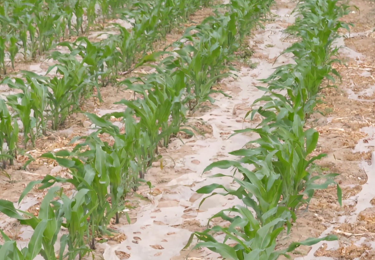 玉米三叶期缺磷,玉米缺磷肥的症状图片