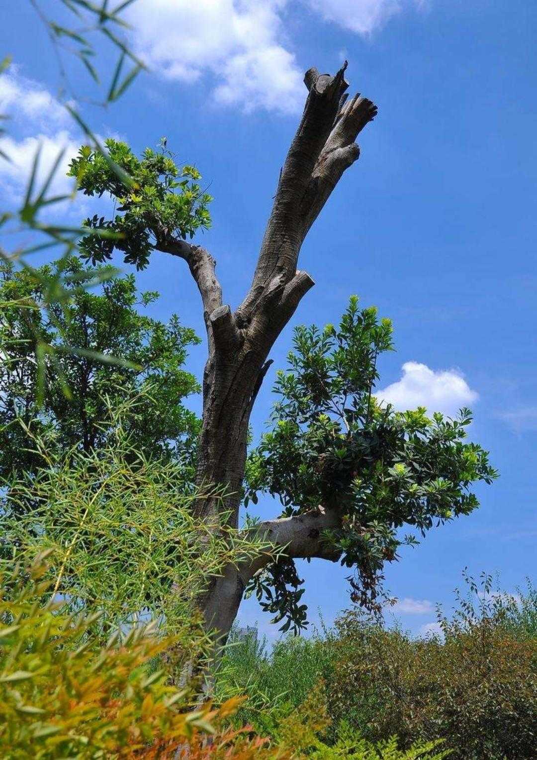 园林树木植物的名称,植物百科介绍视频