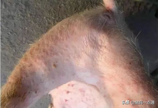 猪猪疥螨病怎么治疗,猪疥螨病怎么防治