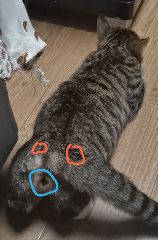 母猫发情一些悲惨经验