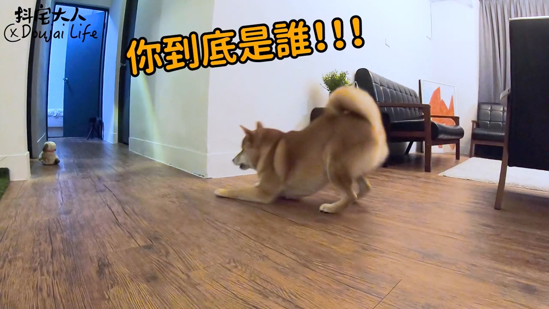 胆小柴犬遇神秘东西秒被吓跑　吓到脸歪、弹起反应笑翻网民