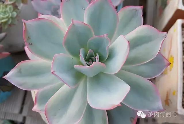 谈一谈多肉植物中的“三仙”，你了解吗