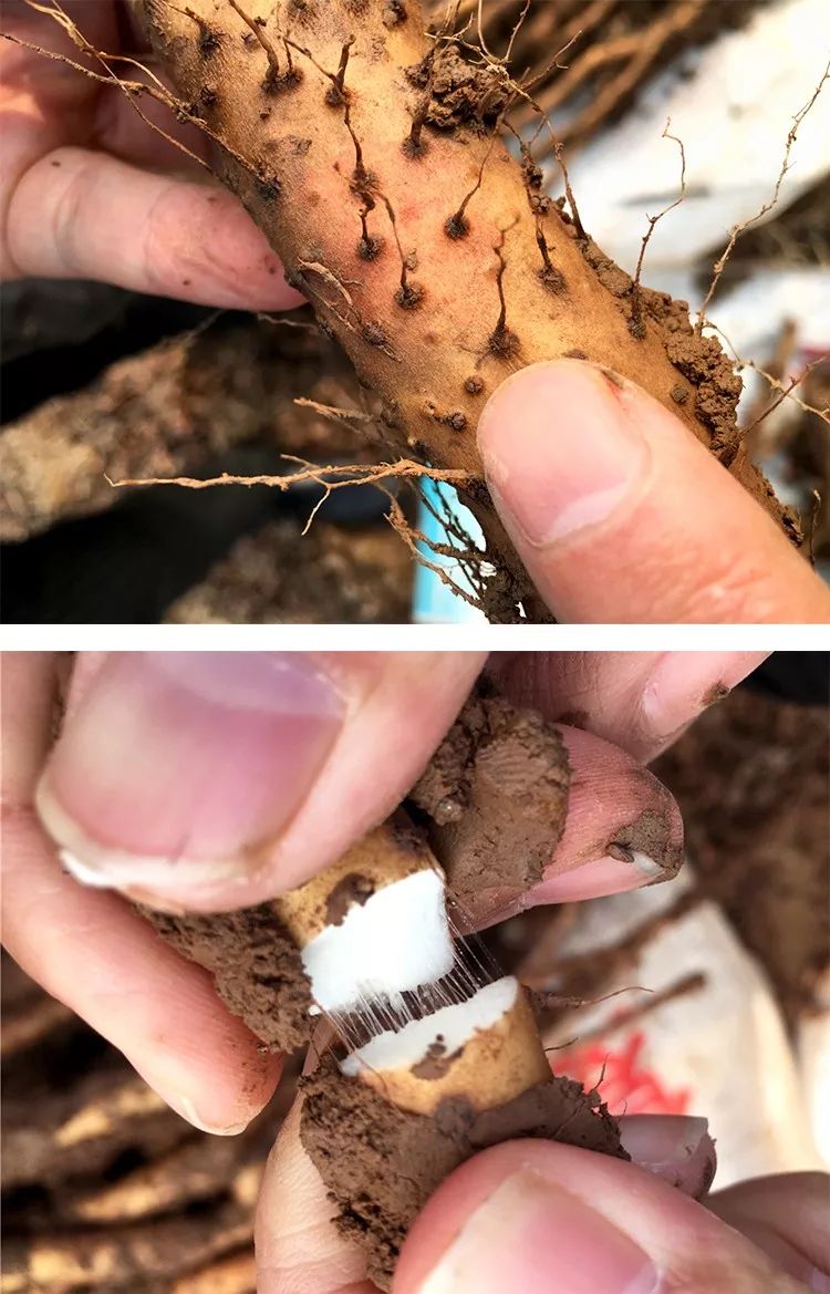 你总胃不舒服？肚子大？这条【养胃秘诀】快跟我试试