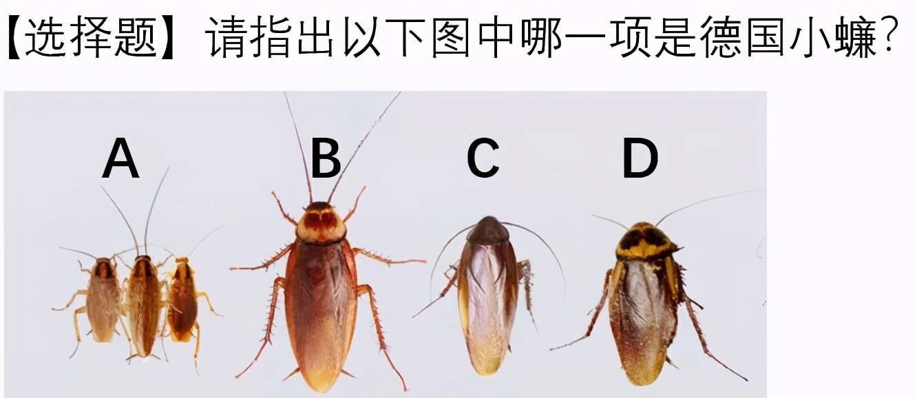 饮水机出了一只蟑螂怎么办,饮水机接出来的蟑螂能活多久