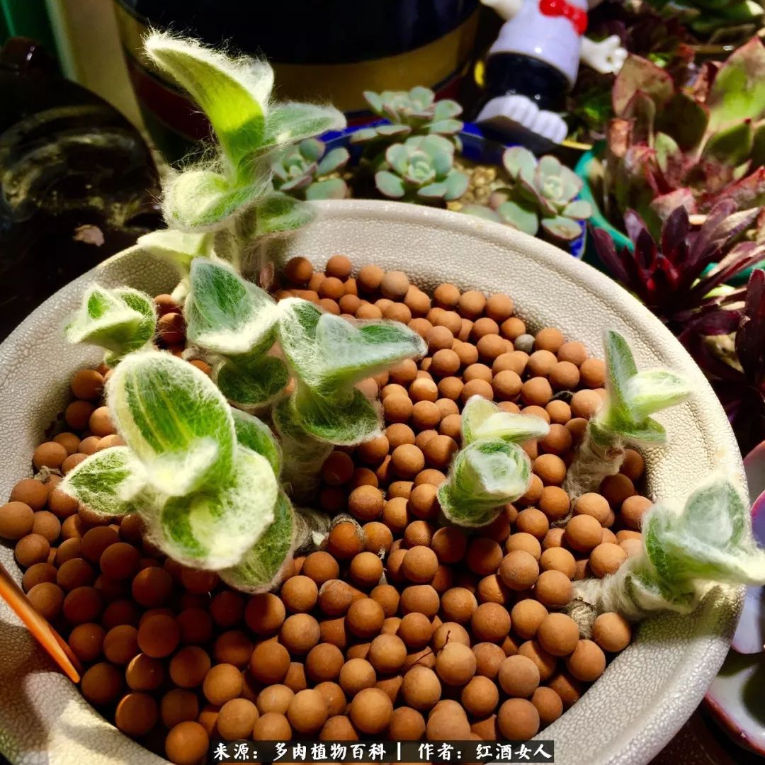 记录走过的美景留下美好的回忆,记录走过的每一段美好时光