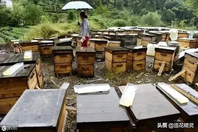 喂糖水蜜蜂不吃怎么回事,喂白糖水蜜蜂也不造脾怎么回事