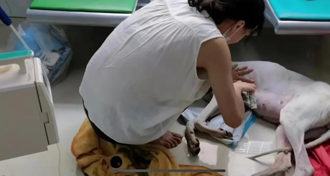 小狗在狗妈妈肚子里发育全过程,狗妈妈肚子里面有小狗宝宝