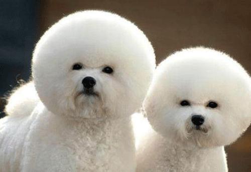 比熊一直拉肚子呕吐怎么办,比熊吃鸭子会拉稀吗