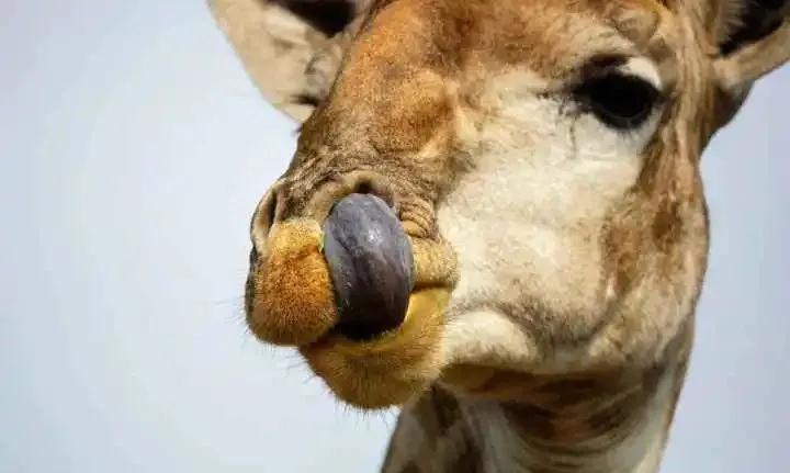 挖鼻孔会把鼻孔撑大？当心挖出这些病