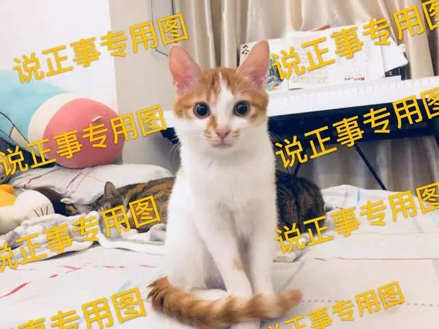 如何给猫咪做驱虫,如何给猫咪做正确的驱虫