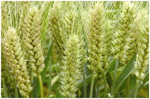 我们怎么喝拉茶,我们怎么喝霸王茶姬