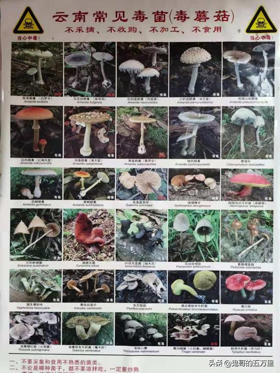 鬼哥的五万里D98骑记：树包塔包的是什么？（按板镇-景谷县）